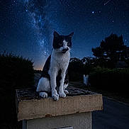 Winston a rejoint le concours — aidez-le/la à gagner de superbes lots ! cat, black_and_white_cat, animal, pet, sitting, outdoor, night, starry_sky, milky_way, shooting_star, astronomy, galaxy, portrait, whiskers, ears, paws, pedestal, stone, silhouette, landscape