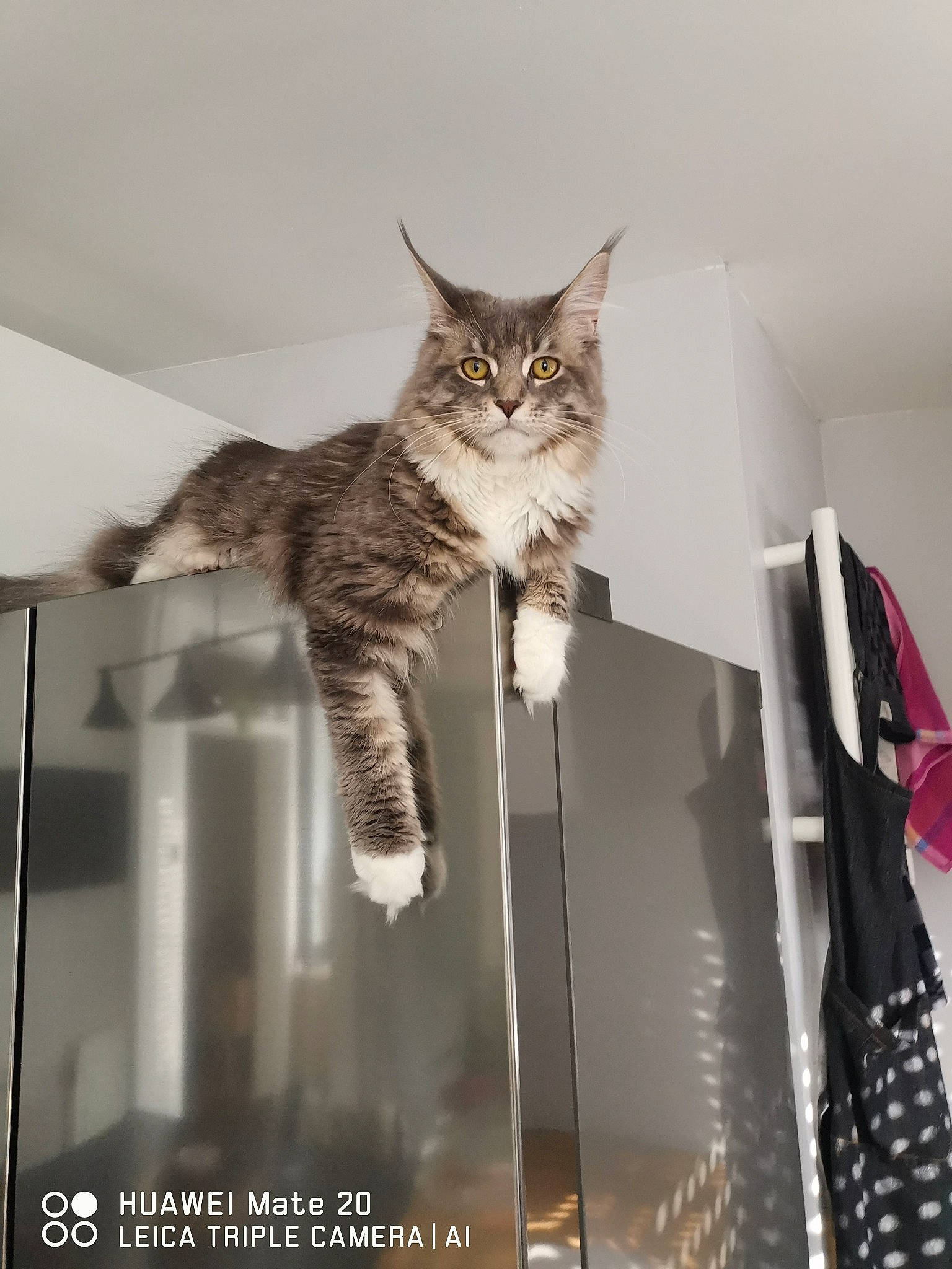Sakura a rejoint le concours — aidez-le/la à gagner de superbes lots ! carnivore, cat, domestic_short_haired_cat, felidae, fur, room, shelf, shelving, small_to_medium_sized_cats, snout, tail, whiskers, wood