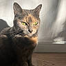 animal, calm, cat, close_up, cute, domestic_animal, feline, fur, green_eyes, indoor, natural_light, pet, portrait, shadow, sitting, sunlight, texture, wall, whiskers, wooden_floor
