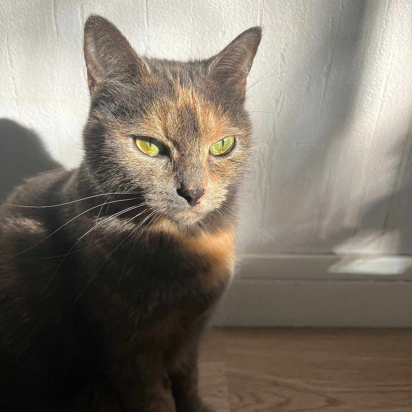 Calie participe au concours pour gagner de l'argent avec cette photo : animal, calm, cat, close_up, cute, domestic_animal, feline, fur, green_eyes, indoor, natural_light, pet, portrait, shadow, sitting, sunlight, texture, wall, whiskers, wooden_floor