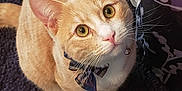 Spookah joined the competition — help win amazing prizes! cat, orange_cat, white_paws, bow_tie, pet_collar, curious_eyes, whiskers, cat_face, indoor, carpet, feline, cute_pet, domestic_cat, looking_up, fluffy, animal, mammal, house_pet, tabby, close_up