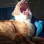 animal, blue_blanket, cat, close_up, cozy, cute, feline, fur, ginger_cat, indoor, mouth_open, pet, relaxed, resting, sleepy, sunlight, teeth, tongue, whiskers, yawning