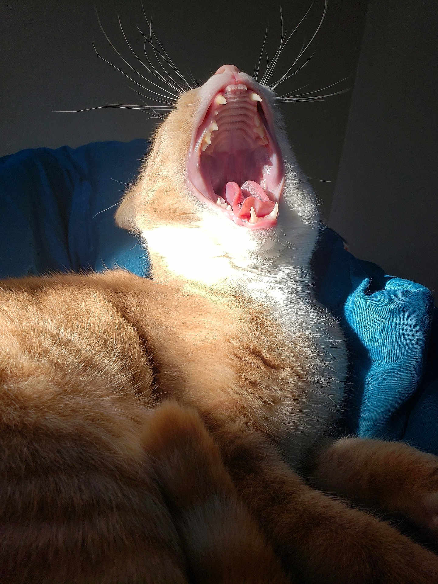 Spookah is registered to the contest to win money with this photo: animal, blue_blanket, cat, close_up, cozy, cute, feline, fur, ginger_cat, indoor, mouth_open, pet, relaxed, resting, sleepy, sunlight, teeth, tongue, whiskers, yawning
