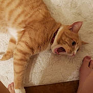 Spookah joined the competition — help win amazing prizes! cat, orange_tabby, pet, playing, paw, foot, white_rug, brown_floor, indoor, tile_floor, collar, feline, animal, cute, domestic_cat, lying_down, mouth_open, teeth, whiskers, fur