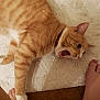 cat, orange_tabby, pet, playing, paw, foot, white_rug, brown_floor, indoor, tile_floor, collar, feline, animal, cute, domestic_cat, lying_down, mouth_open, teeth, whiskers, fur