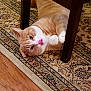 cat, orange_cat, white_cat, pet, indoor, carpet, wooden_floor, chair_leg, curious, playful, feline, animal, domestic, cute, whiskers, paws, resting, looking, floor, home