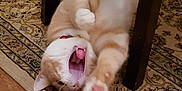 Spookah is registered to the contest to win money with this photo: animal, cat, chair, collar, cute, feline, fur, home, indoor, orange_cat, paw, pet, playing, relaxed, rug, teeth, tongue, white_cat, wooden_floor, yawning