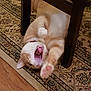 cat, orange_cat, white_cat, pet, playing, yawning, paw, chair, wooden_floor, rug, indoor, feline, animal, tongue, teeth, collar, home, relaxed, cute, fur