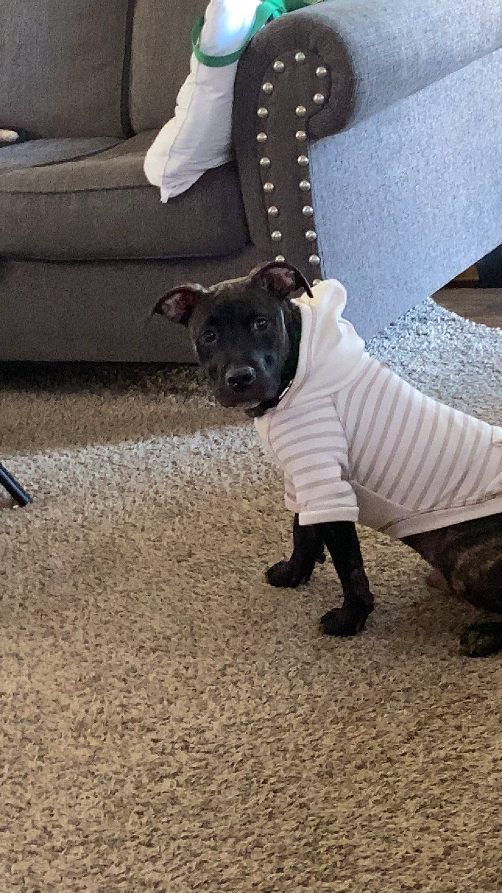 Odin is registered to the contest to win money with this photo: canidae, carnivore, collar, companion_dog, couch, dog, dog_breed, dog_clothes, dog_collar, dog_supply, fashion_accessory, fawn, grey, leash, pet_supply, snout, sporting_group, tail, toy_dog, working_animal