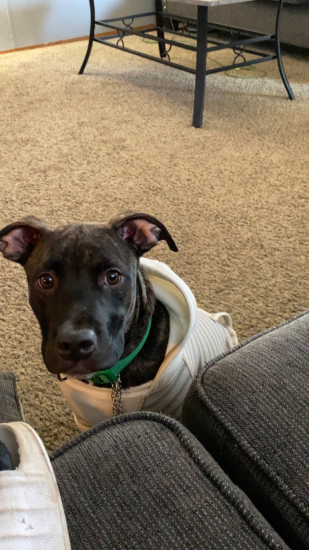 Odin joined the competition — help win amazing prizes! canidae, carnivore, chair, collar, comfort, companion_dog, dog, dog_breed, dog_collar, fawn, flooring, guard_dog, non_sporting_group, snout, sporting_group, tints_and_shades, whiskers, wood, working_animal, working_dog