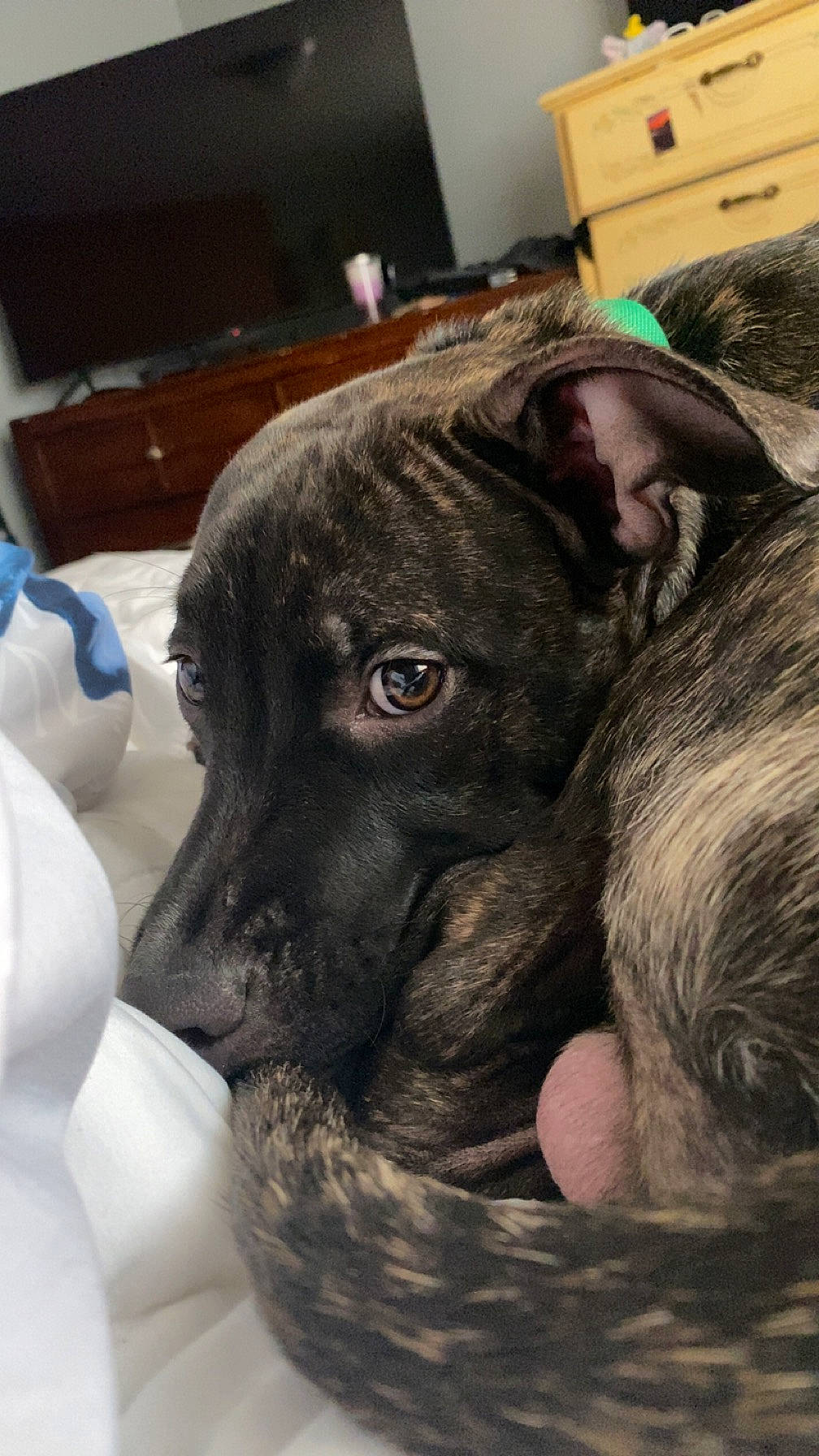 Odin joined the competition — help win amazing prizes! canidae, carnivore, claw, comfort, companion_dog, dog, dog_breed, ear, fawn, fur, guard_dog, liver, nap, snout, sporting_group, terrestrial_animal, toy_dog, whiskers, working_animal, wrinkle