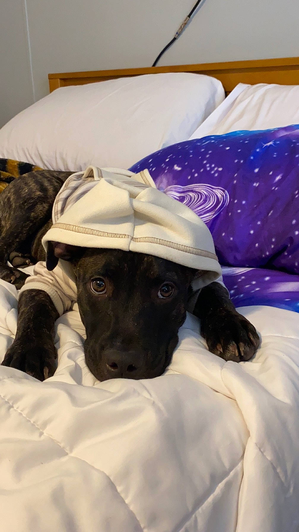 Odin is registered to the contest to win money with this photo: bedding, canidae, carnivore, collar, comfort, companion_dog, dog, dog_breed, dog_collar, electric_blue, fawn, fur, guard_dog, hat, linens, non_sporting_group, pet_supply, snout, sporting_group, working_animal