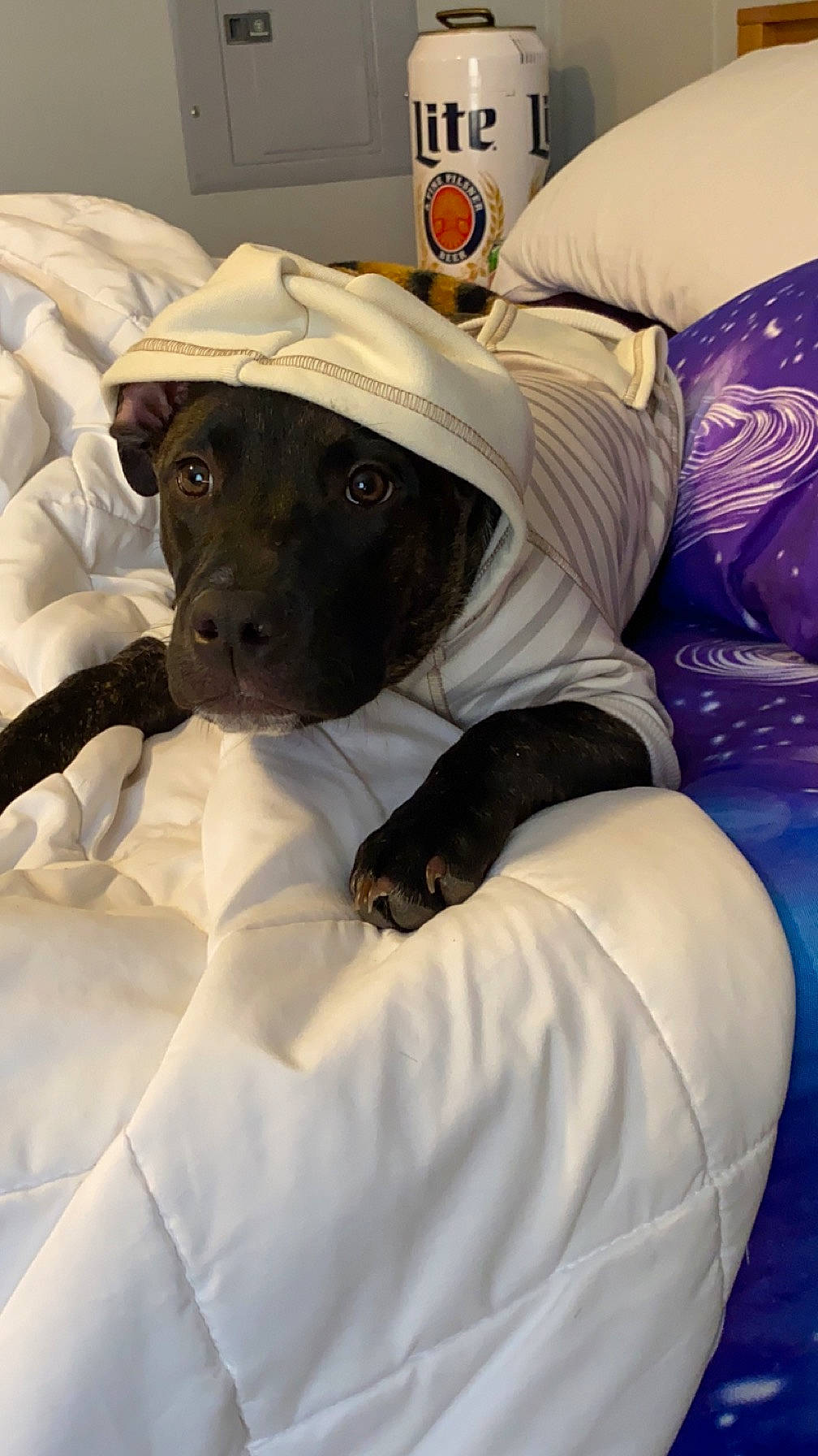 Odin is registered to the contest to win money with this photo: bed, bed_sheet, bedding, canidae, carnivore, comfort, companion_dog, couch, dog, dog_breed, fawn, fur, hat, linens, pillow, room, sitting, sporting_group, toy_dog, working_animal