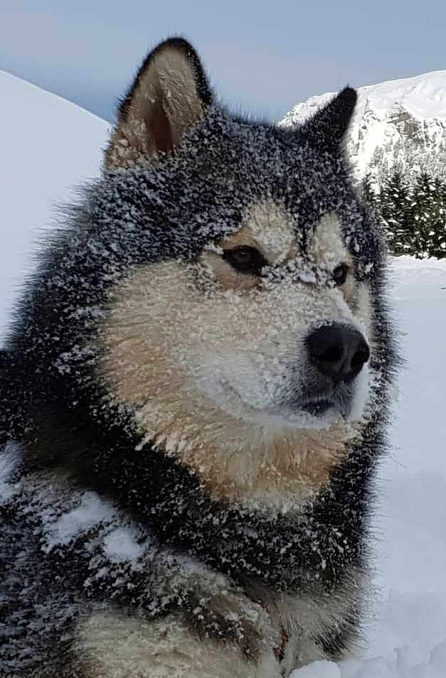 Maverick