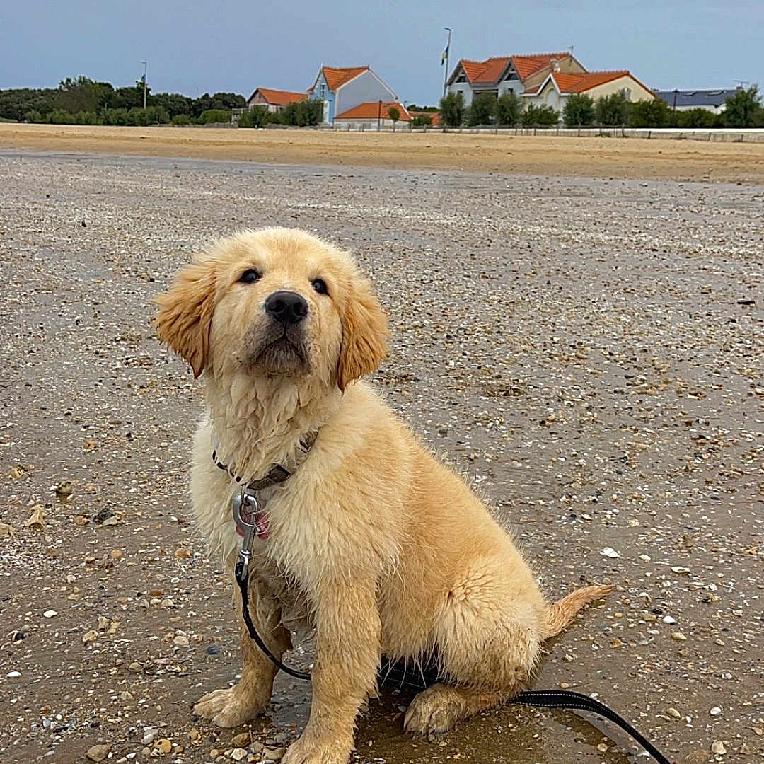 Vaïa participe au concours pour gagner de l'argent avec cette photo : accessories, animal, architecture, beach, building, canine, coast, dog, goldenretriever, leash, nature, outdoors, pet, puppy, road, sea, shelter, shoreline, soil, strap