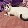 cat, white_cat, gray_markings, blue_eyes, lying_down, blanket, pink_blanket, purple_blanket, soft_texture, cozy, indoor, pet, fur, tail, relaxed, curious, animal, domestic_cat, resting, bedroom