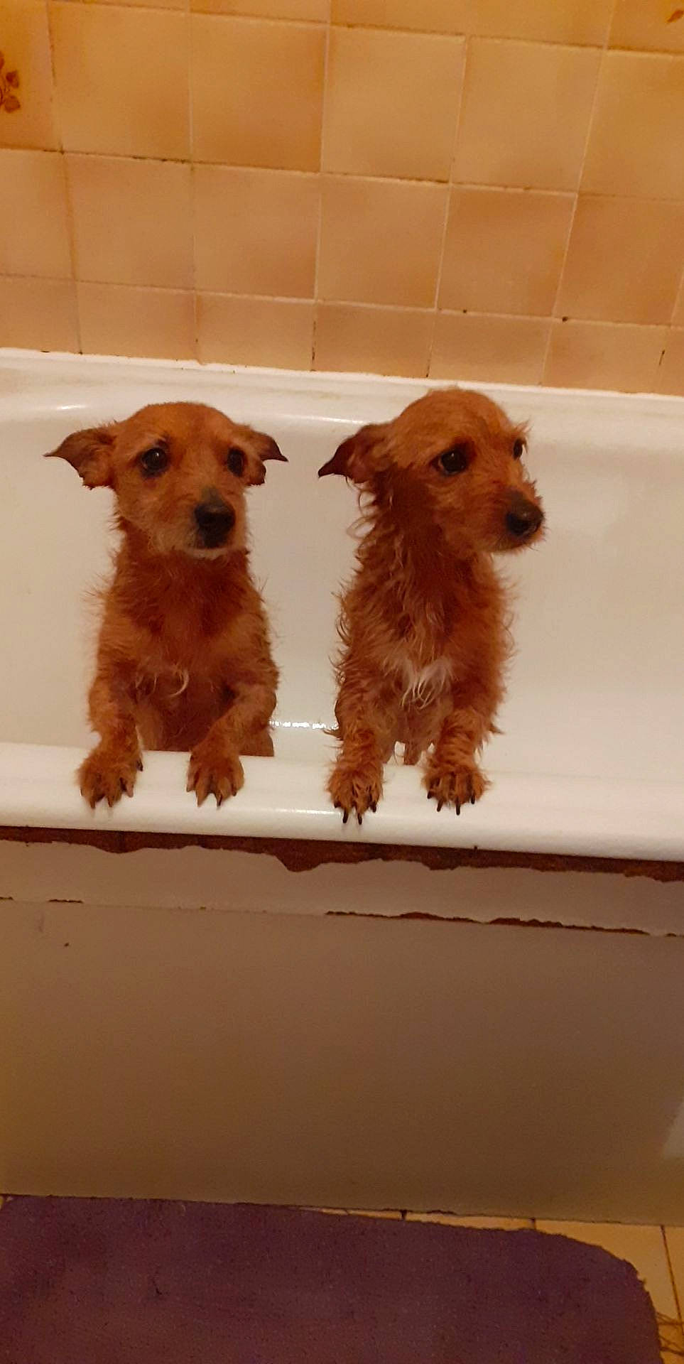 Boubou participe au concours pour gagner de l'argent avec cette photo : canidae, carnivore, companion_dog, dog, dog_breed, fawn, fur, irish_terrier, liquid, liver, reflection, snout, sporting_group, tail, terrier, water, windshield, wood, working_animal