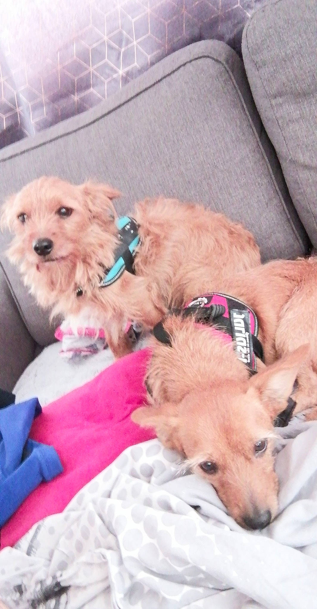 Boubou a rejoint le concours — aidez-le/la à gagner de superbes lots ! canidae, carnivore, collar, comfort, companion_dog, dog, dog_breed, dog_collar, dog_supply, fawn, fur, liver, mammal, pet_supply, snout, sporting_group, terrier, toy_dog, vertebrate, working_animal