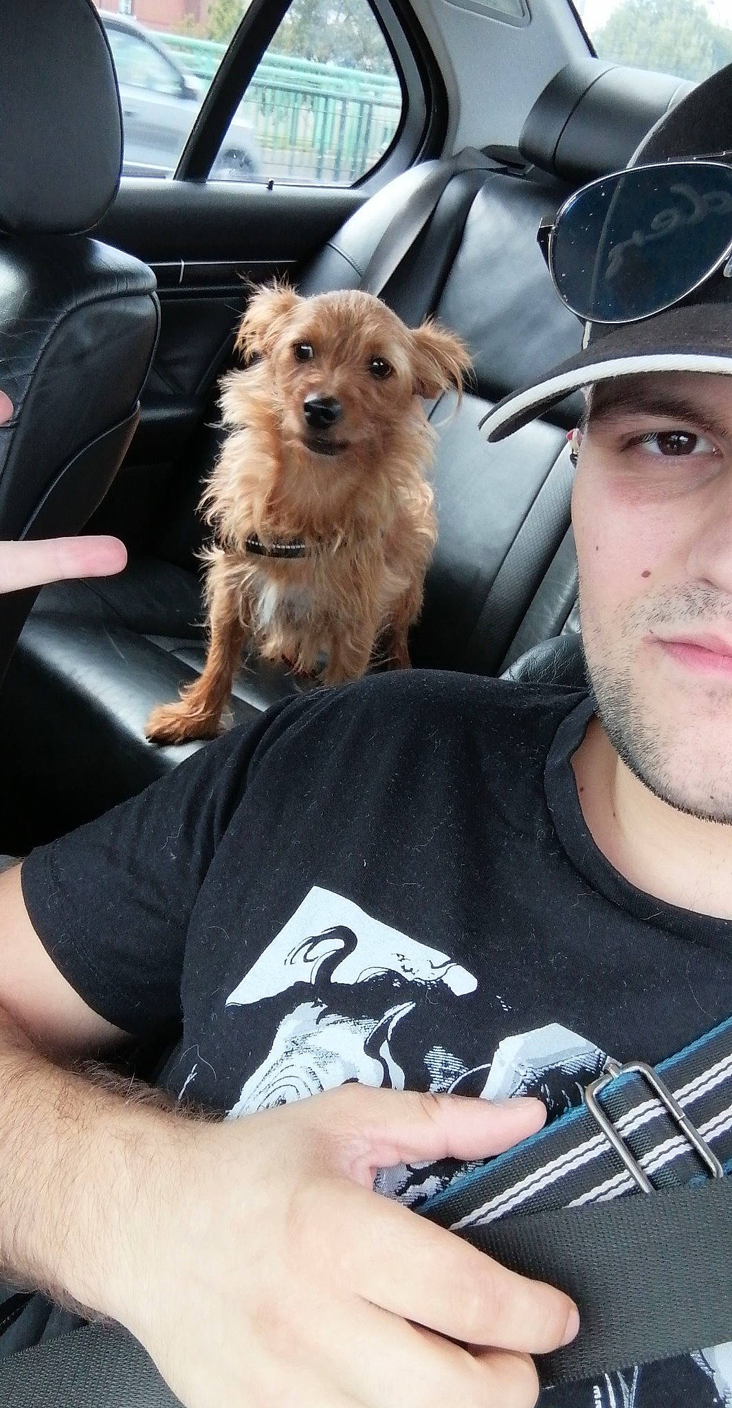 Boubou participe au concours pour gagner de l'argent avec cette photo : baseball_cap, beard, cap, car, car_seat_cover, carnivore, companion_dog, dog, dog_breed, eyewear, fawn, guitar, guitar_accessory, motor_vehicle, musical_instrument, musical_instrument_accessory, musician, plucked_string_instruments, string_instrument, string_instrument_accessory