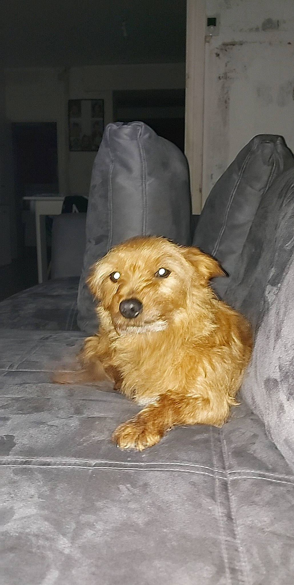 Boubou participe au concours pour gagner de l'argent avec cette photo : artifact, canidae, carnivore, companion_dog, dog, dog_breed, fawn, flooring, fur, hardwood, hat, liver, non_sporting_group, puppy, snout, sporting_group, toy_dog, whiskers, wood, working_animal