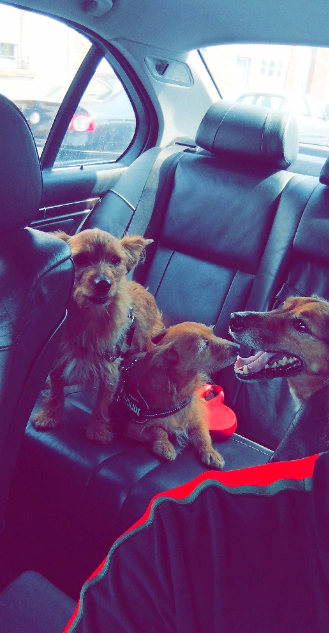 Boubou a rejoint le concours — aidez-le/la à gagner de superbes lots ! blue, car, car_seat, car_seat_cover, carnivore, comfort, companion_dog, dog, dog_breed, fawn, light, motor_vehicle, personal_luxury_car, photograph, snapshot, sporting_group, toy_dog, vehicle, vehicle_door, window