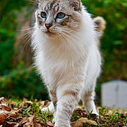 Leopold Vs. Iii joined the competition — help win amazing prizes! cat, animal, blue_eyes, fluffy, outdoor, autumn_leaves, nature, walking, fur, close_up, green_background, pet, mammal, curious, whiskers, ground, soft_light, portrait, young_cat, feline