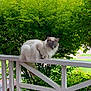 Leopold Vs. Iii is registered to the contest to win money with this photo: cat, animal, pet, outdoor, greenery, foliage, wooden_railing, white_paint, fluffy, serene, nature, tree, leaf, resting, perched, quiet, daylight, mammal, domestic, cute