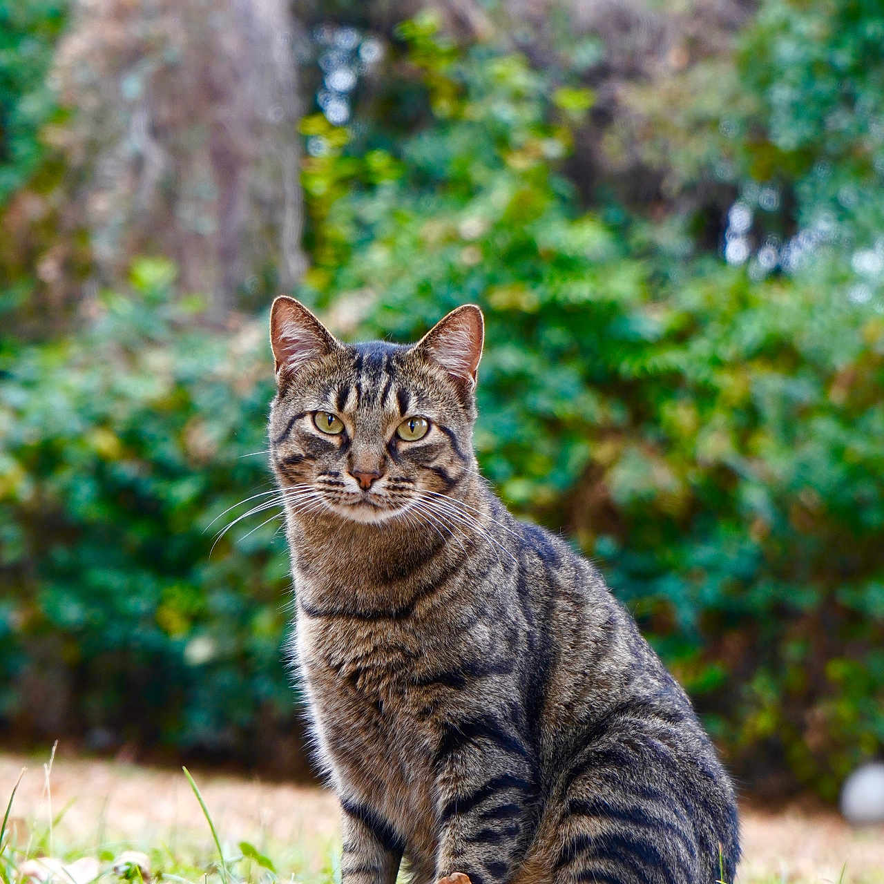 Licker joined the competition — help win amazing prizes! animal, background, cat, daylight, ears, eyes, feline, forest, fur, grass, leaves, mammal, nature, outdoor, pet, portrait, sitting, tabby, whiskers, wildlife