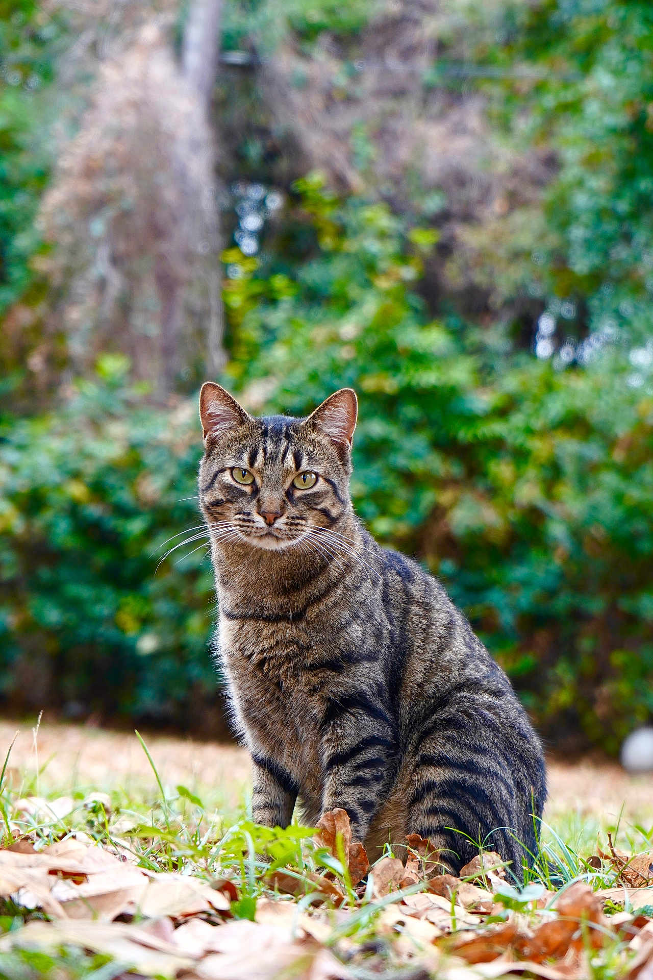 Licker joined the competition — help win amazing prizes! cat, tabby, animal, outdoor, leaves, grass, nature, pet, feline, mammal, wildlife, whiskers, ears, eyes, sitting, portrait, fur, forest, background, daylight