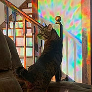 Licker joined the competition — help win amazing prizes! cat, tabby_cat, indoor, couch, staircase, wooden_banister, rainbow_light, colorful_pattern, wall, furniture, pet, animal, house, shadow, light, curious, looking, domestic_cat, mammal, home