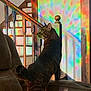 cat, tabby_cat, indoor, couch, staircase, wooden_banister, rainbow_light, colorful_pattern, wall, furniture, pet, animal, house, shadow, light, curious, looking, domestic_cat, mammal, home
