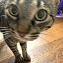 Licker joined the competition — help win amazing prizes! cat, tabby, closeup, blurred, curious, whiskers, floor, wooden_floor, pet, indoor, animal, feline, face, eyes, legs, paws, domestic_cat, household, fur, close