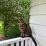 Licker joined the competition — help win amazing prizes! cat, tabby_cat, animal, pet, outdoor, porch, railing, white_railing, fence, tree, greenery, house_siding, tail, sitting, looking_at_camera, nature, daylight, fur, whiskers, ears