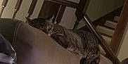 Licker joined the competition — help win amazing prizes! cat, tabby_cat, sleeping, couch, leather, furniture, indoor, stairs, banister, wood, person, relaxing, home, living_room, dim_lighting, resting, pet, cozy, domestic, quiet