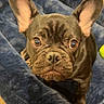 animal, blue_bed, brown_dog, canine, close_up, companion, curious, cute, dog, domestic_animal, ears, french_bulldog, fur, indoor, looking_up, pet, portrait, puppy, small_dog, young_dog