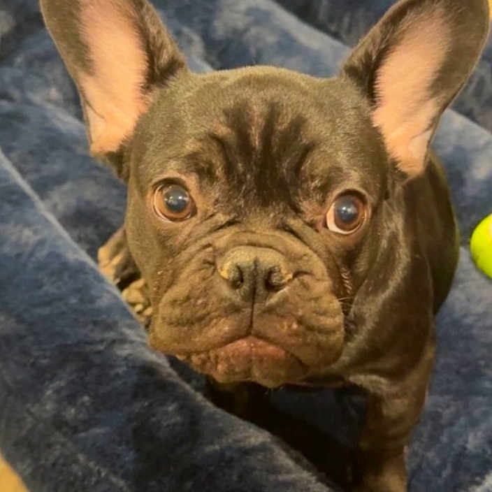 Rambo