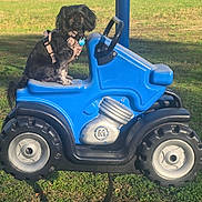 Casey Mae is registered to the contest to win money with this photo: dog, black_dog, harness, toy_tractor, blue_toy, grass, outdoor, sunlight, park, pet, animal, playground, plastic, wheels, small_vehicle, sitting, cute, daytime, shadow, nature