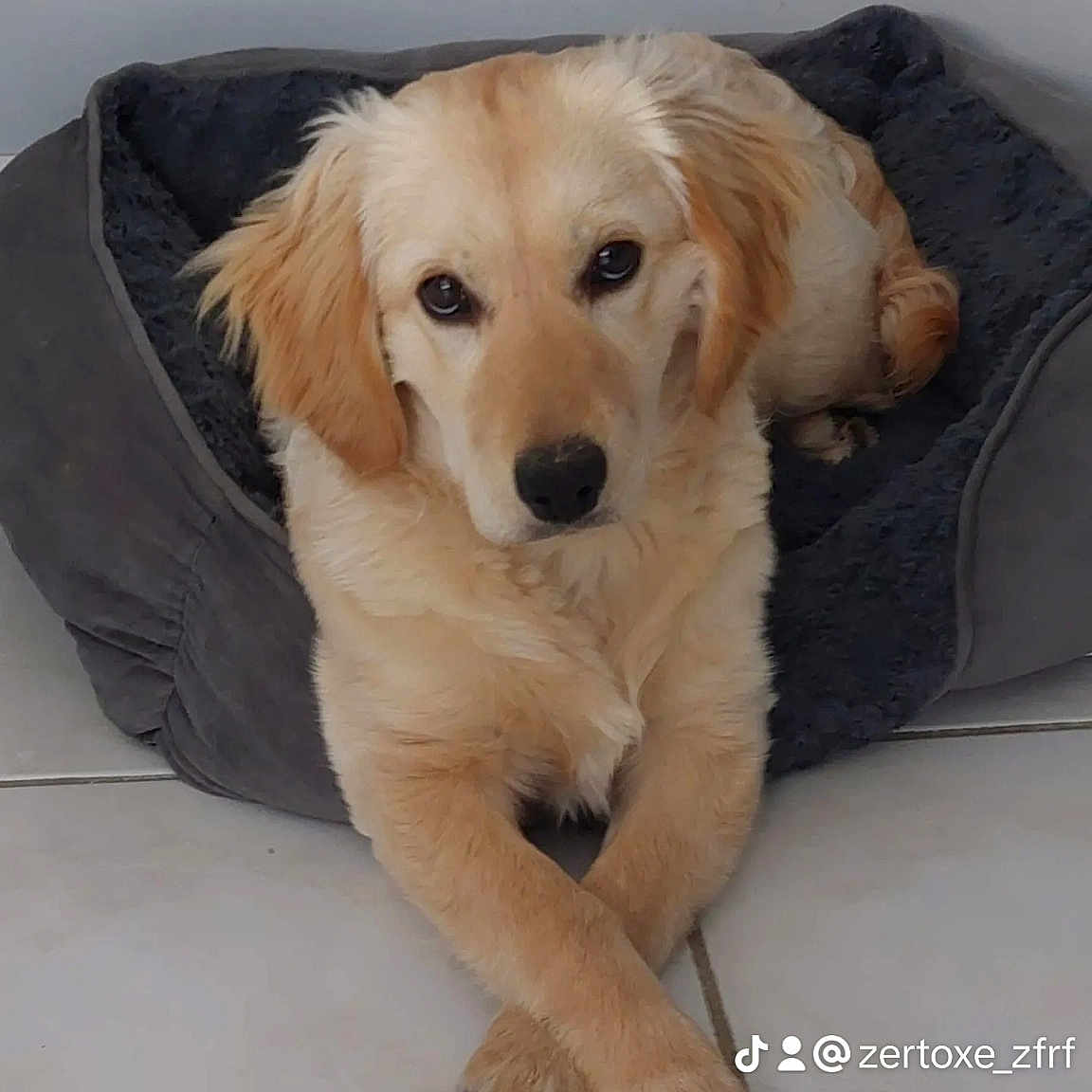 Maya