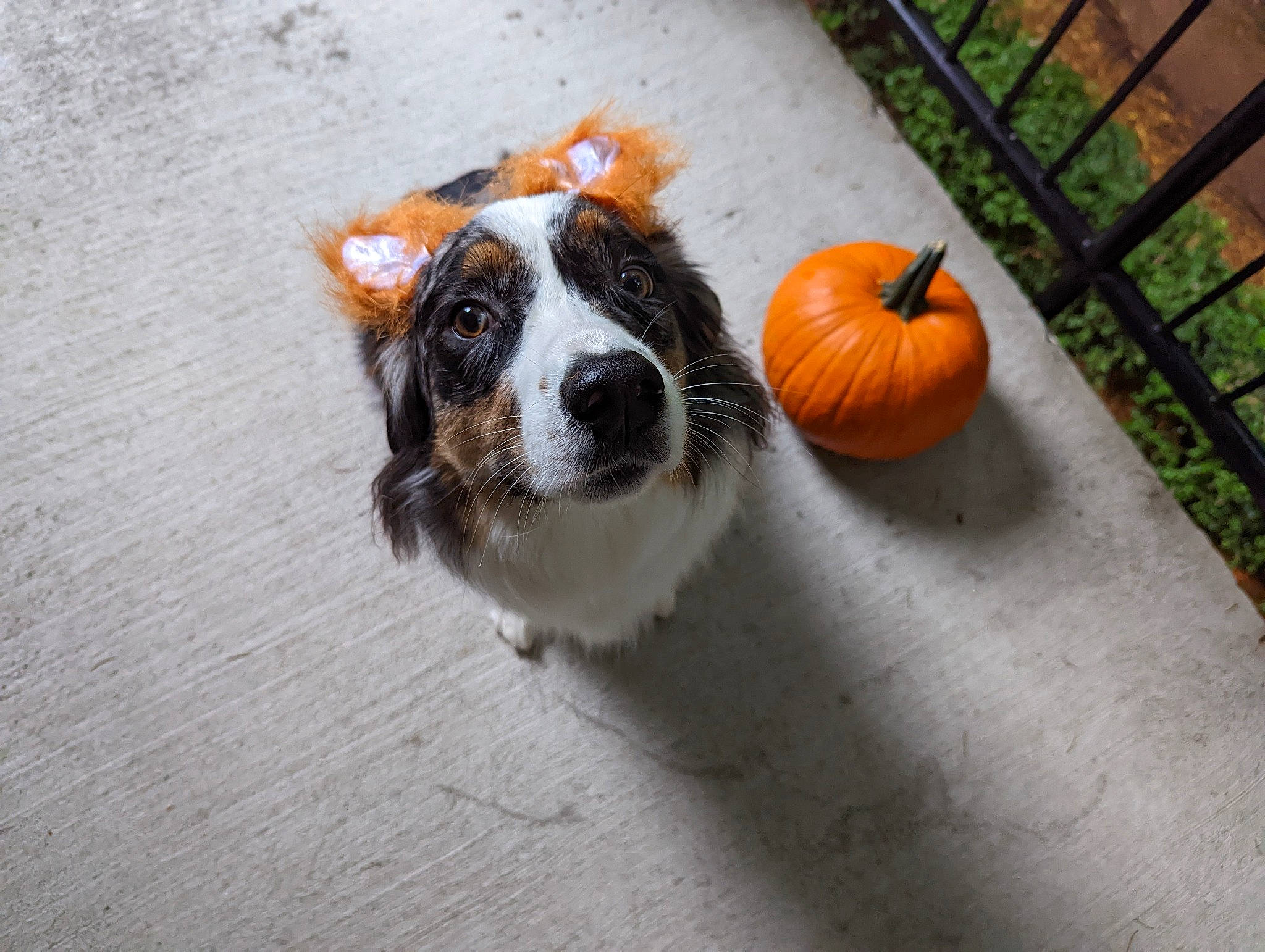 Ren joined the competition — help win amazing prizes! asphalt, ball, calabaza, carnivore, cavalier_king_charles_spaniel, companion_dog, cucurbita, dog, dog_breed, fawn, fence, king_charles_spaniel, plant, pumpkin, road_surface, snout, spaniel, sporting_group, vegetable, whiskers