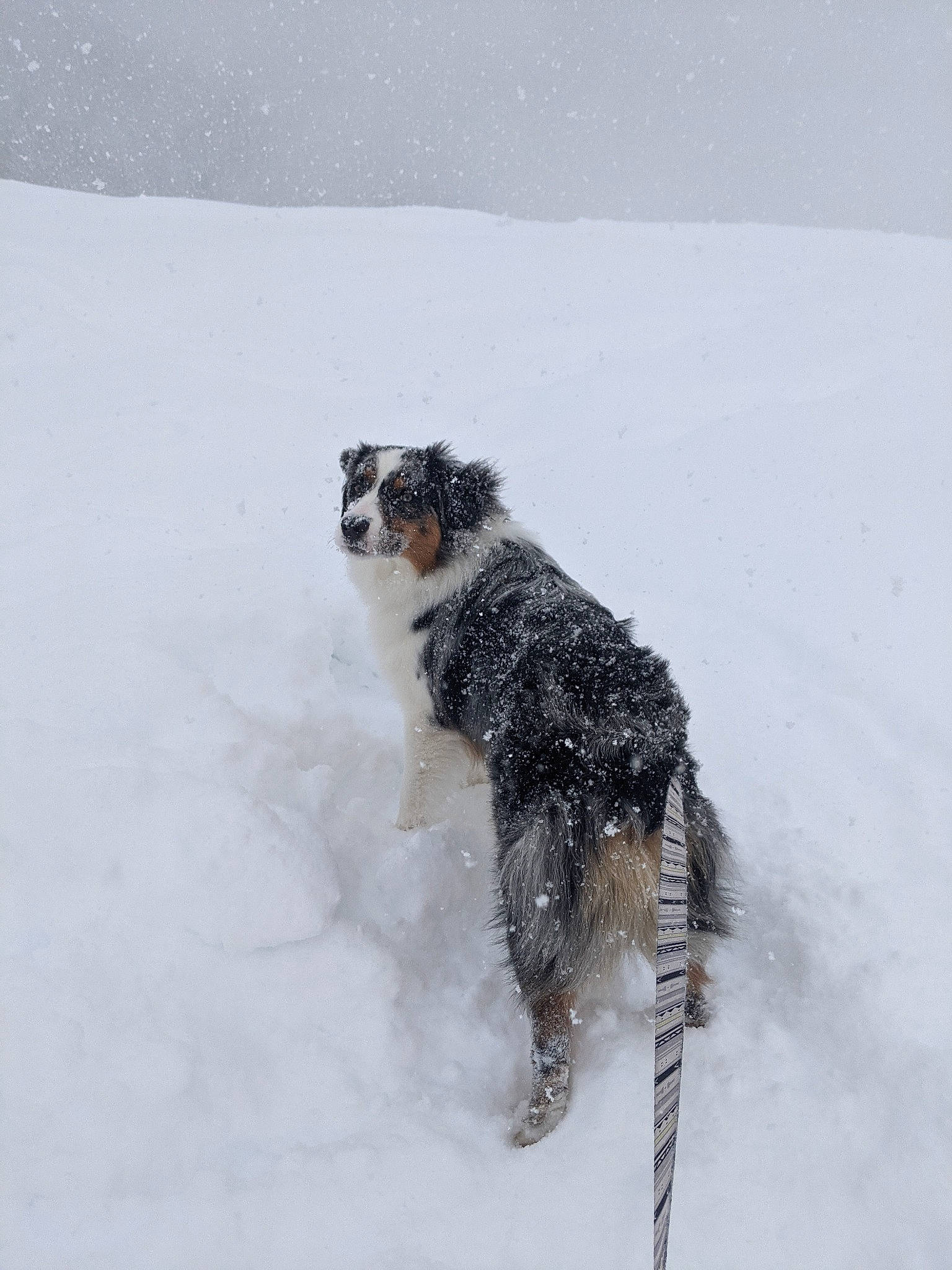 Ren joined the competition — help win amazing prizes! australian_cattle_dog, canidae, carnivore, companion_dog, dog, dog_breed, freezing, fur, paw, playing_in_the_snow, recreation, schnauzer, snout, snow, sporting_group, tail, terrier, winter, working_animal, working_dog