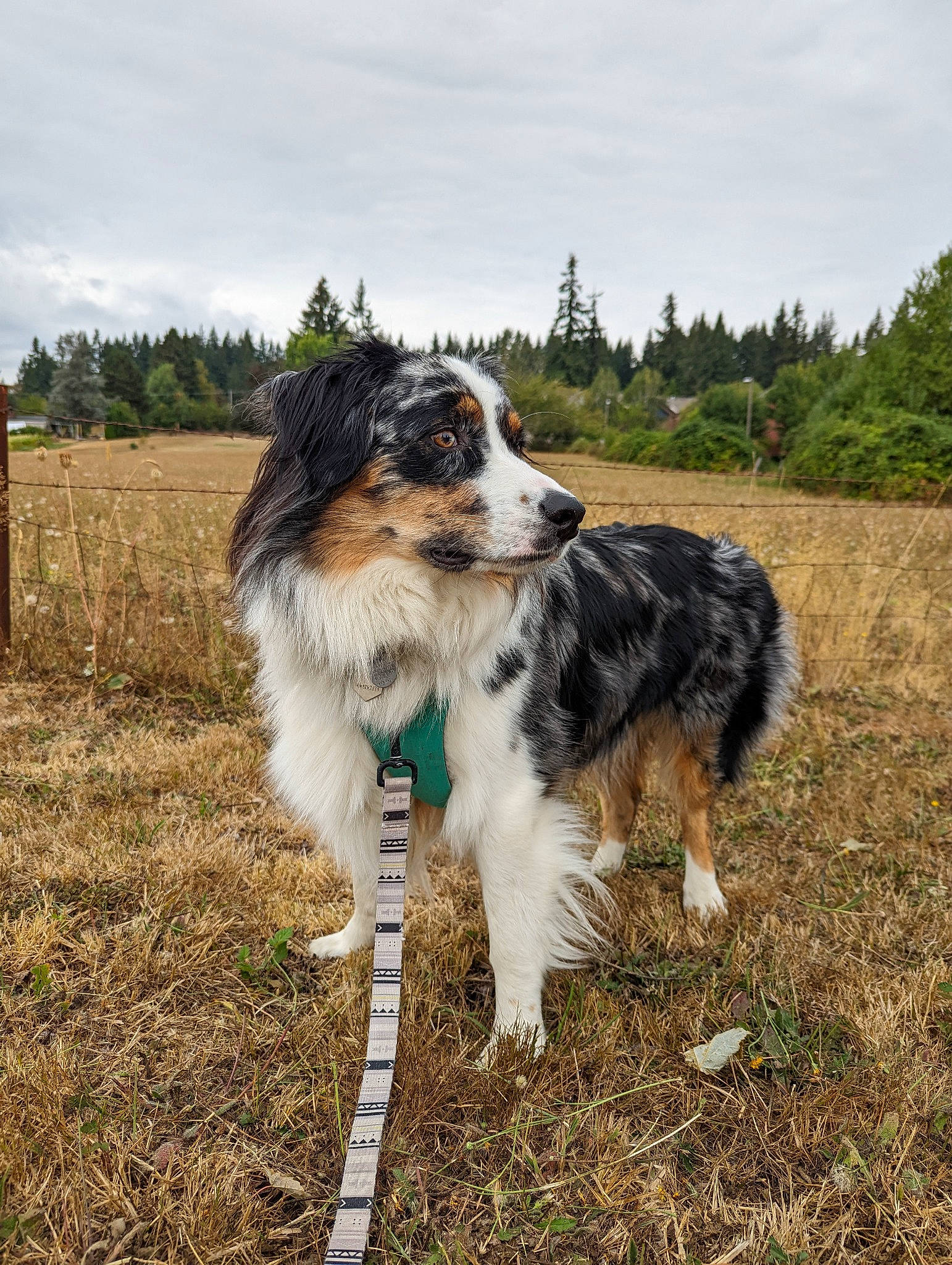 Ren is registered to the contest to win money with this photo: canidae, carnivore, cloud, companion_dog, dog, dog_breed, grass, herding_dog, landscape, plant, sky, sporting_group, terrestrial_animal, tree, wildlife, working_animal, working_dog