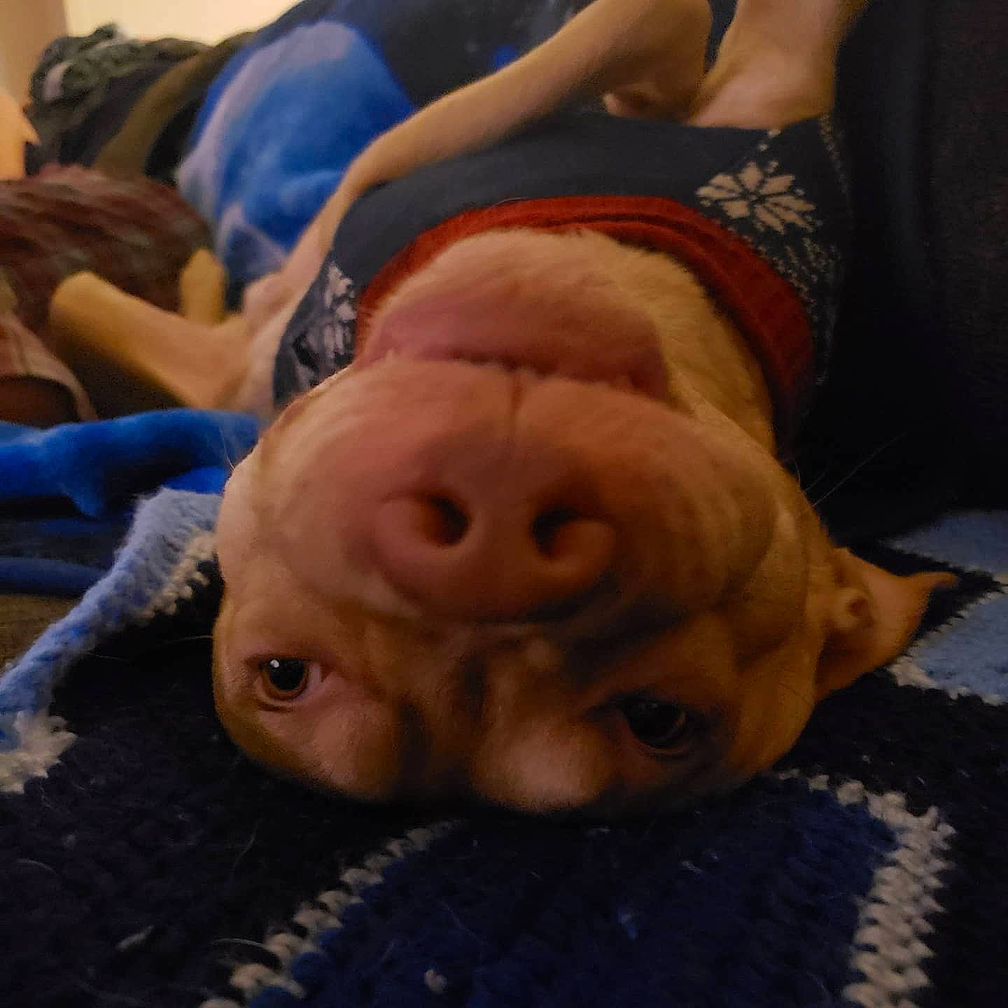 Rex joined the competition — help win amazing prizes! arm, chin, comfort, companion_dog, dog_breed, fawn, foot, human_leg, jaw, mouth, nose, skin, snout, suidae, thigh, thumb, toy, wood, wrinkle, wrist