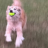 Kiwii joined the competition — help win amazing prizes! dog, running, tennis_ball, grass, outdoor, pet, animal, motion_blur, playful, fetch, fur, canine, active, nature, energetic, field, mouth, happy, daytime, blur