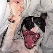 Rex participe au concours pour gagner de l'argent avec cette photo : dog, paw, mouth_open, teeth, tongue, bed, bedding, white, black_and_white, playful, pet, canine, collar, fur, nose, animal, paw_pads, happy, lying_down, indoor