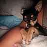 Bexley is registered to the contest to win money with this photo: animal, arm, black_dog, blanket, companion, cozy, cute, dog, fur, indoor, intimate, person, pet, pillow, relaxation, resting, small_dog, snuggling, soft, tan_dog