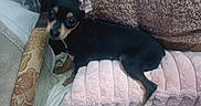 Bexley is registered to the contest to win money with this photo: animal, armrest, bed, black_dog, blanket, cozy, curious, cute, dog, fabric, furniture, indoor, looking, pet, pillow, puppy, resting, small_dog, soft_texture, tan_dog