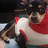 animal, black_and_tan, canine, close_up, cozy, curious, cushion, cute, dog, furniture, home, indoor, knitwear, pet, puppy, red_and_white, relaxed, resting, small_dog, sweater