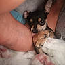 Bexley joined the competition — help win amazing prizes! black_and_tan, blanket, close_up, comfort, cozy, cute, dog, fur, fur_texture, human_arm, indoor, paw, pet, puppy, relaxing, resting, small_dog, snuggling, soft, warm