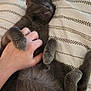 cat, gray_cat, pet, animal, sleeping, relaxed, belly_rub, human_hand, blanket, bed, cozy, fur, paw, cute, indoor, mammal, domestic_animal, resting, comfort, contentment