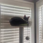 Pigeon joined the competition — help win amazing prizes! cat, cat_tree, window, blinds, indoor, feline, pet, resting, sleepy, cozy, fur, animal, home, light, shadow, toy_ball, relaxing, domestic, cute, quiet